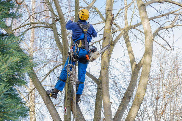 Best Tree Mulching  in Crockett, CA